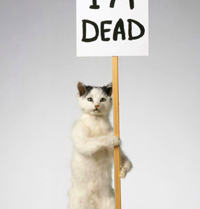 Artist Spotlight: David Shrigley