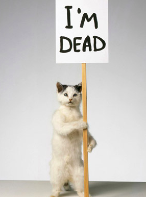 Artist Spotlight: David Shrigley